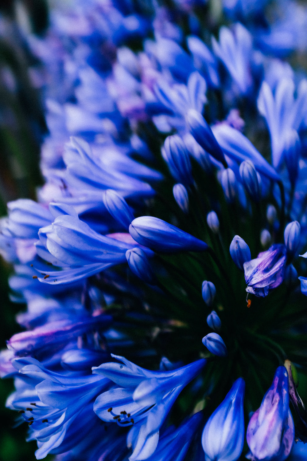 close up of flower petals in blue and purple