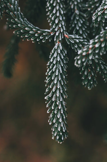 close up of frost on dark tree needles