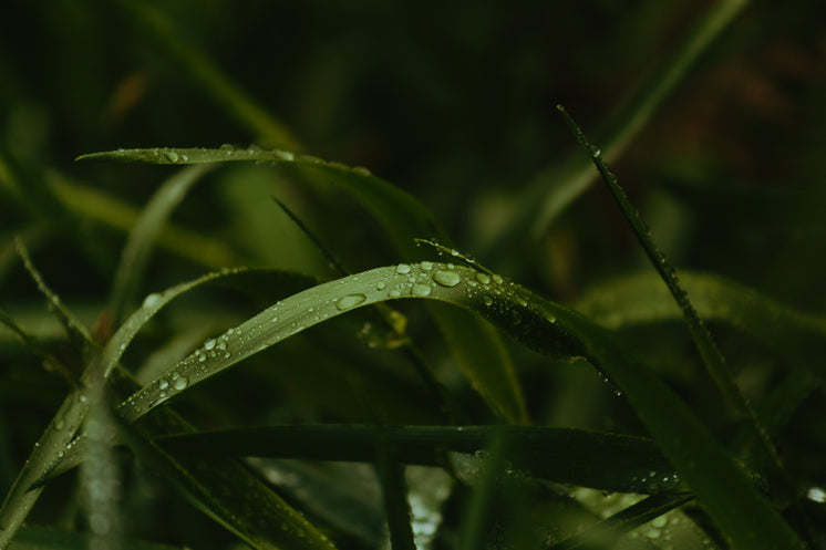 close-up-of-grass-blades-with-water-drop