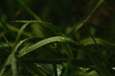 close up of grass blades with water drops