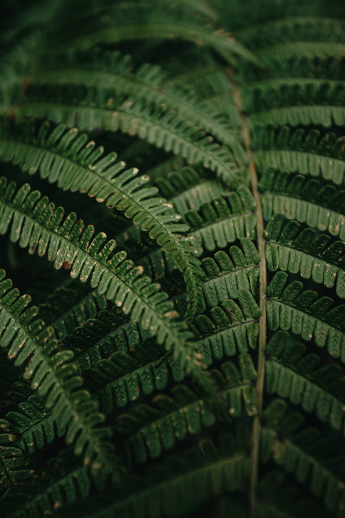 close up of green fern leaves with brown spotting
