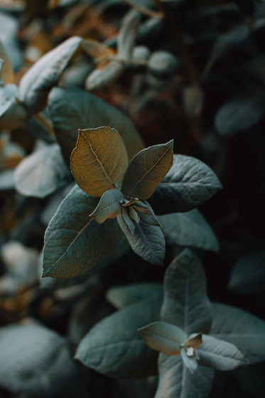 close up of green leafs