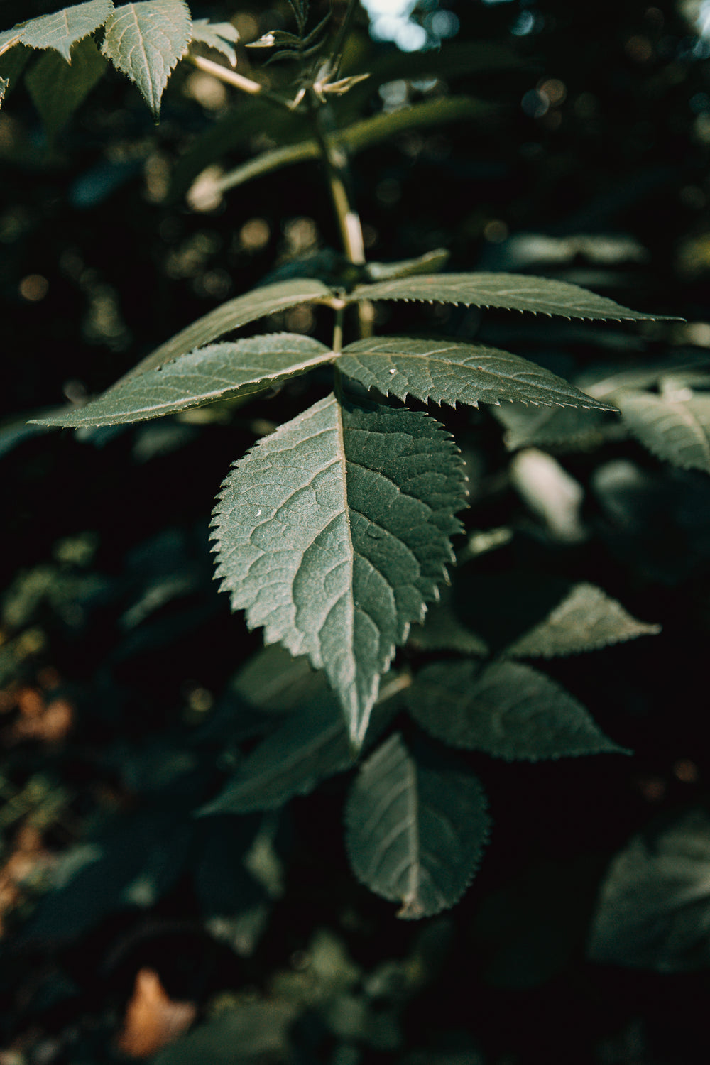 close up of green leaves and foliage