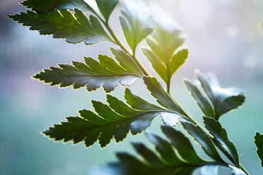 close up of green leaves on pastel