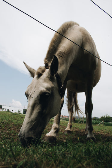 close up of horse eating in farmers field