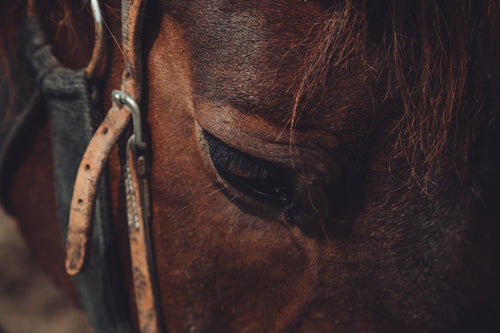 close up of horses face