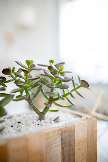 close up of house succulent in a wooden box