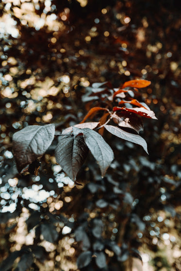 close up of leaves of a tree