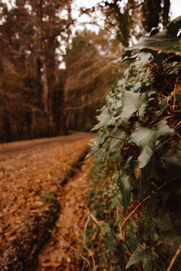 close up of leaves on nature walk