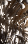 close up of mushroom texture