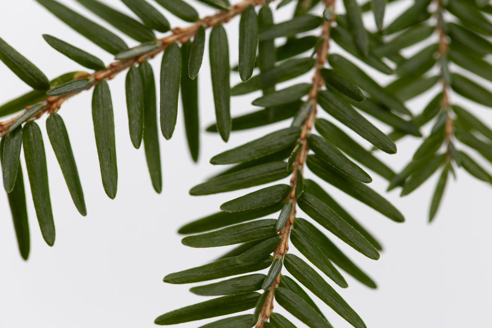 close up of needle-like leaves on twig