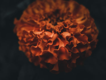 close up of orange ruffled flower petals