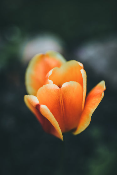 close up of orange tulip
