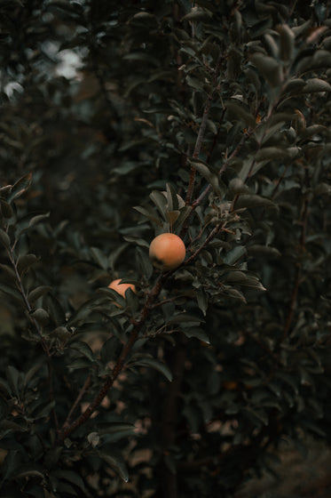 close up of orchard and single apple