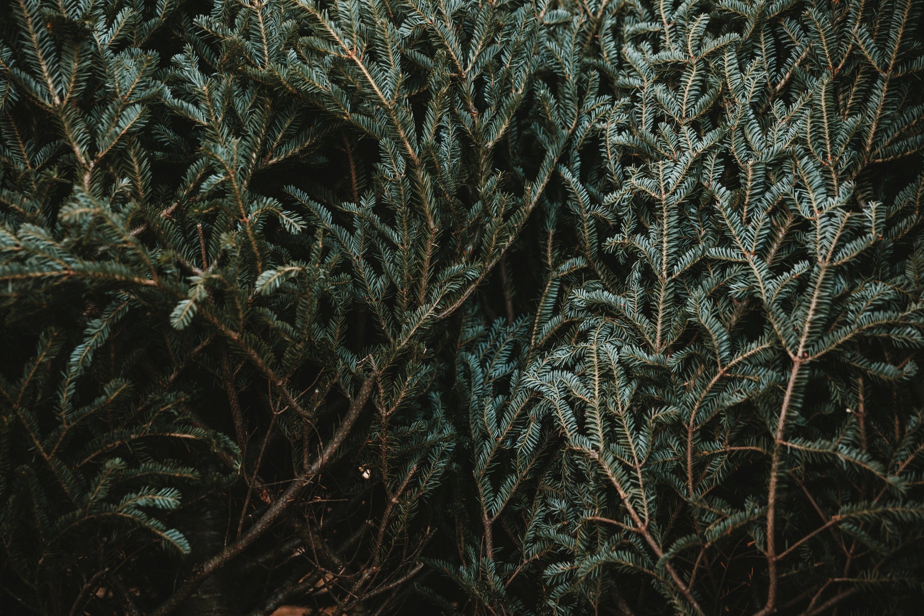 Pine Tree Zoom In Free Stock Photo of Close Up Of Pine Tree — HD Images