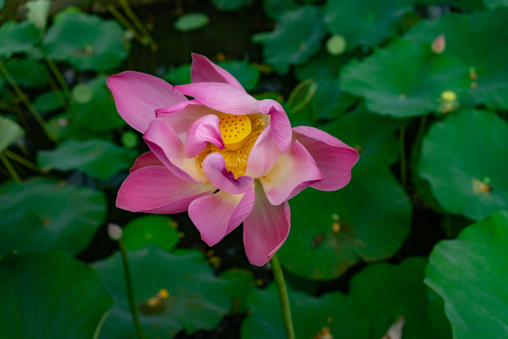 close up of pink flower in front of leaves