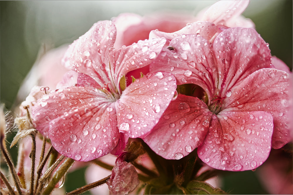 close up of pink flowers with fresh water drops