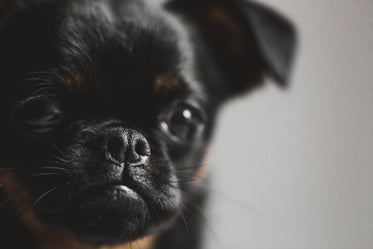 close up of puppy nose