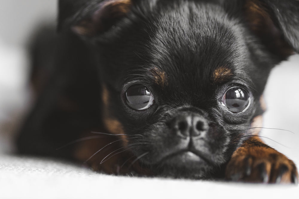 close up of puppys eyes