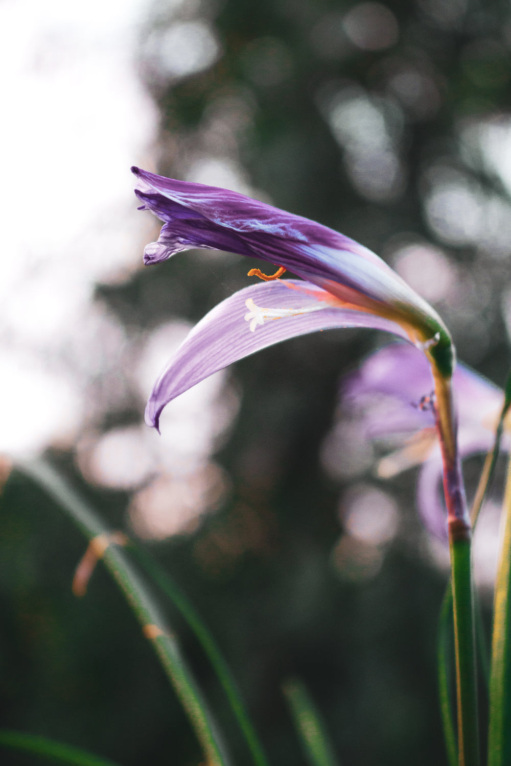 close up of purple blooming flower