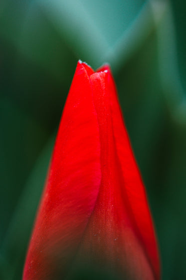 close up of red flower on green