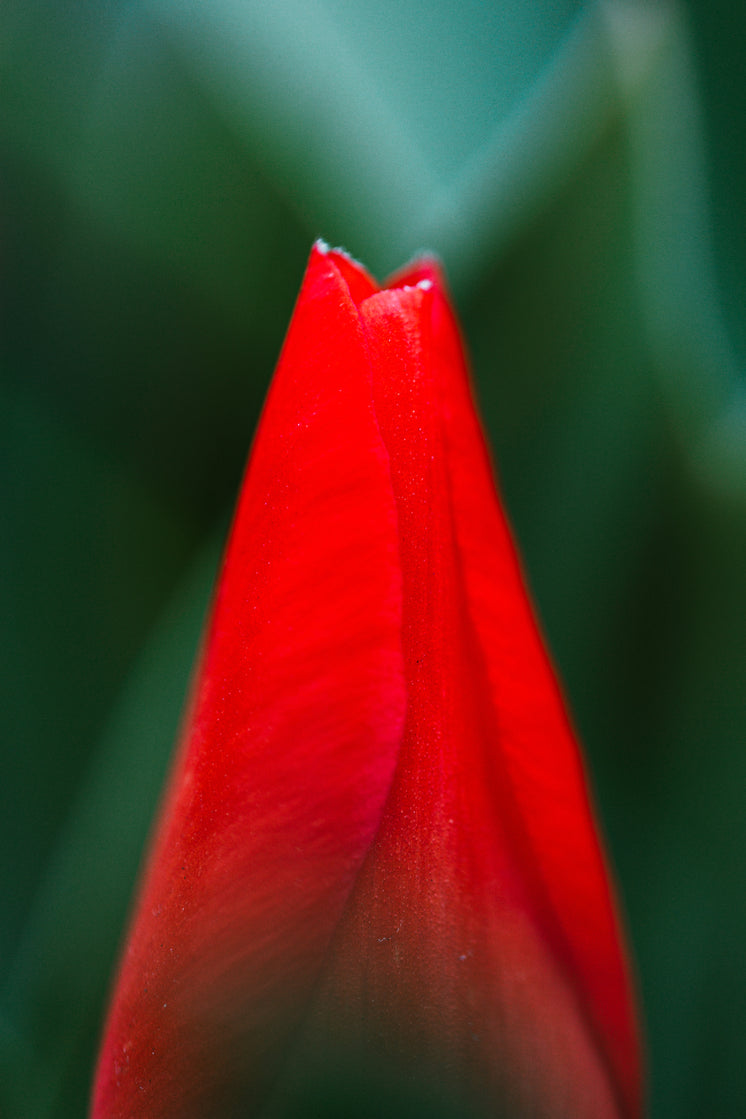 Close Up Of Red Flower On Green