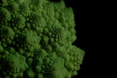 close up of romanesco broccoli on black