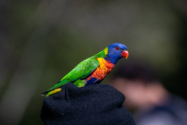 close up of small colorful parrot