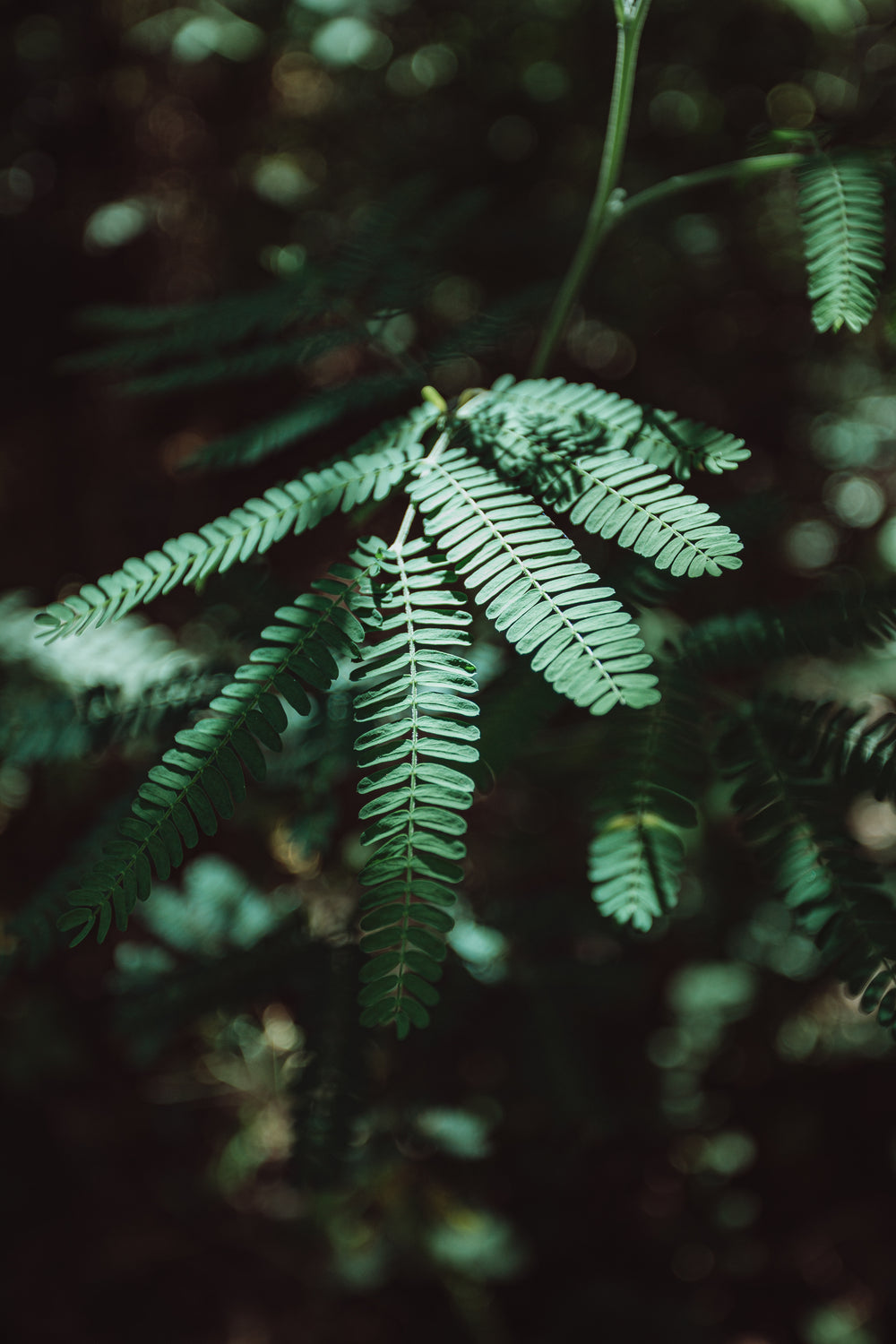 close up of small healthy green leaves