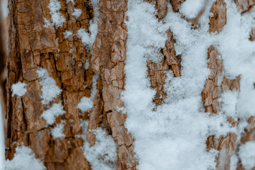 close-up of snow on tree bark