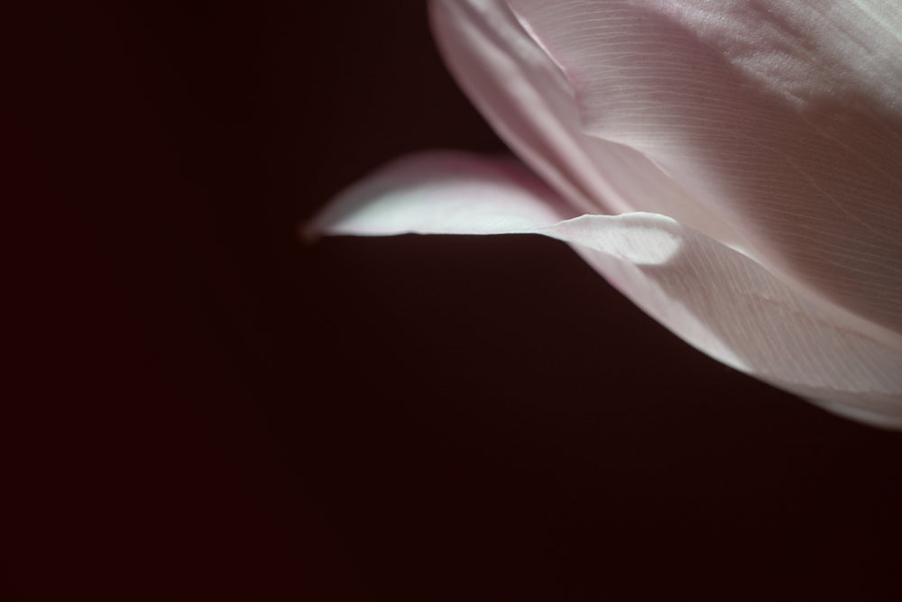 close up of soft pink flower petals