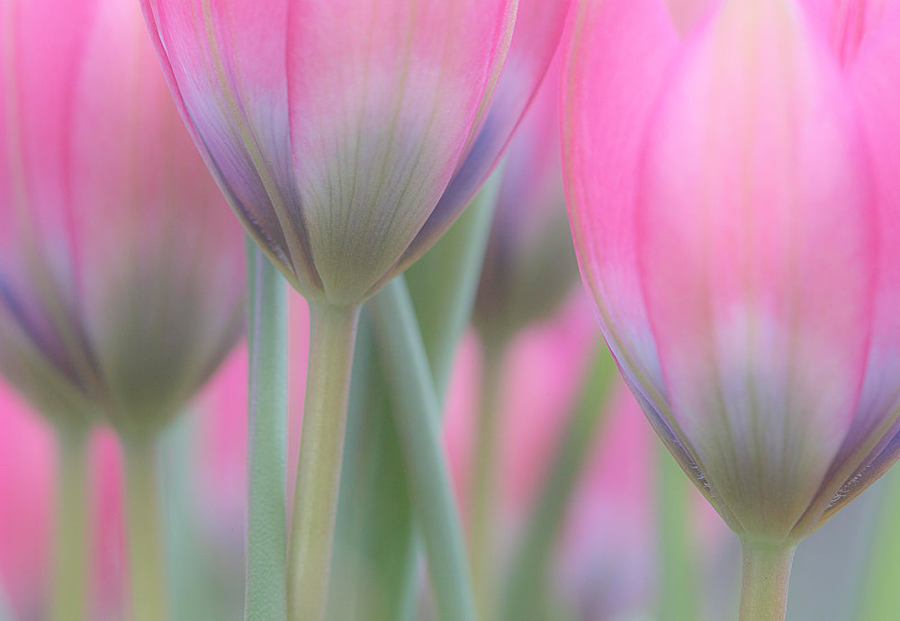 close up of soft pink tulips