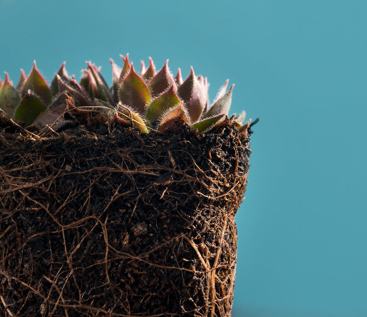 close up of succulents and their complex roots system