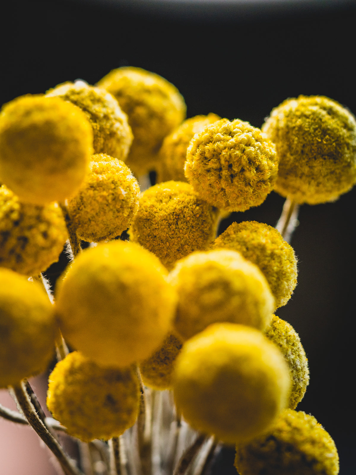 close up of tansy flowers