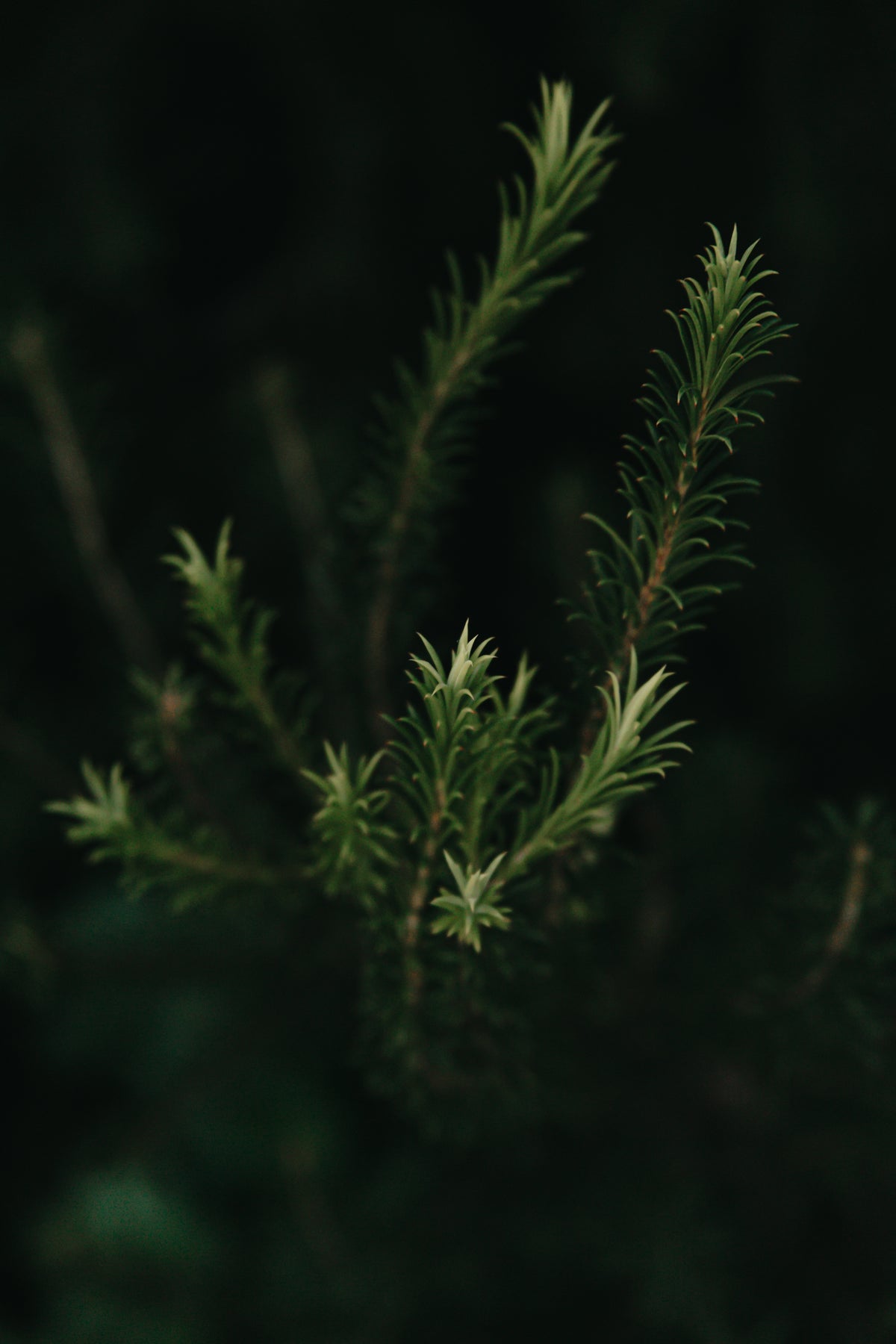 close up of the tips of evergreen needles
