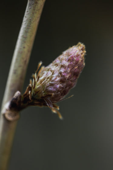 close up of undeveloped flower bud