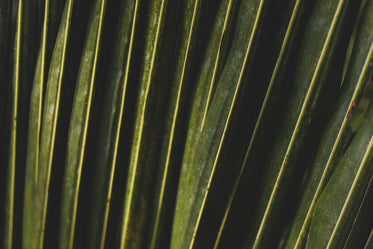 close up of variegated leaves