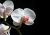 close up of virbrant white orchids on black