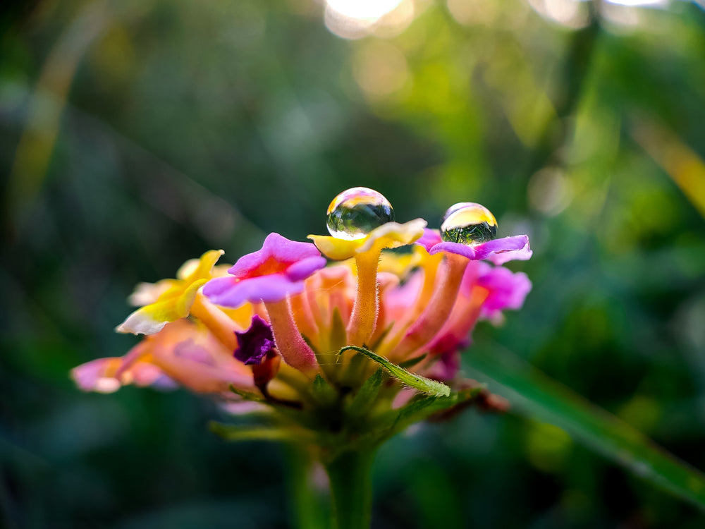 close up of water drops on colorful tubular flowers