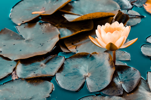 close up of water lily on pond