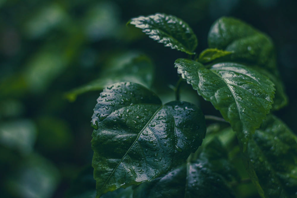 close up of wet lush green leaves