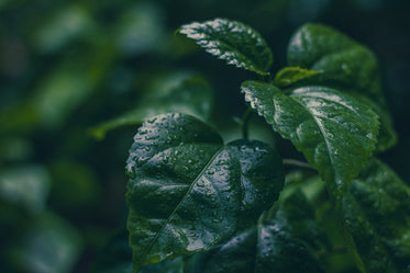 close up of wet lush green leaves