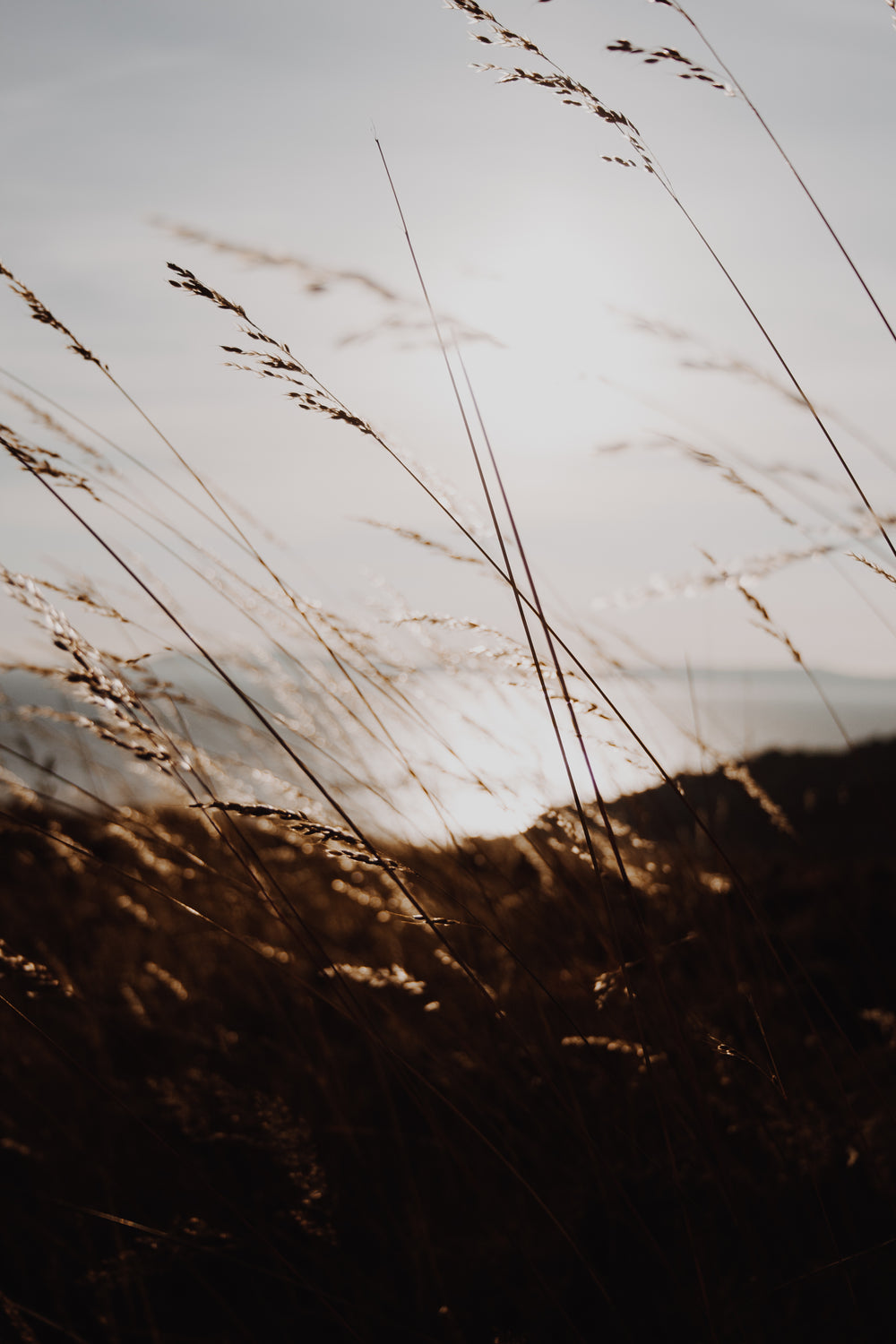 close up of wheat field at sunset