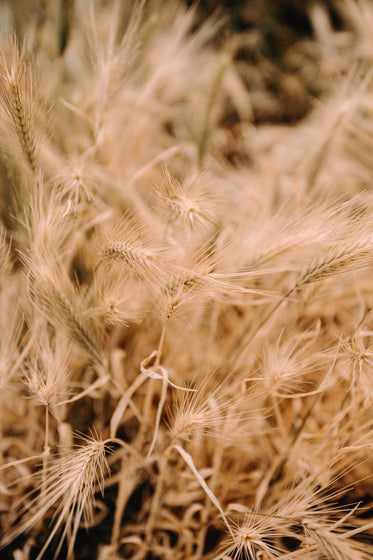 close up of wheat sheaves in field