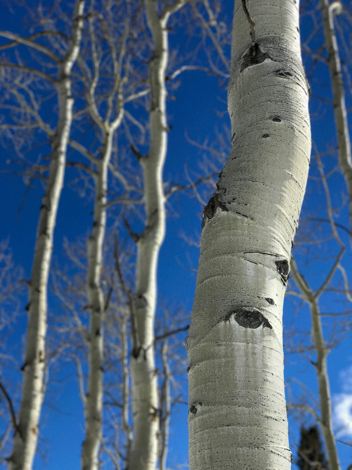 close up of white birch under blue sky