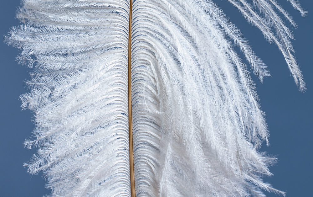 close up of white feather on blue background