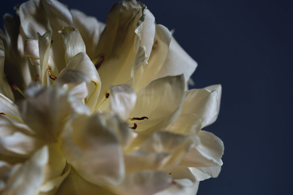 close up of white flower on blue background
