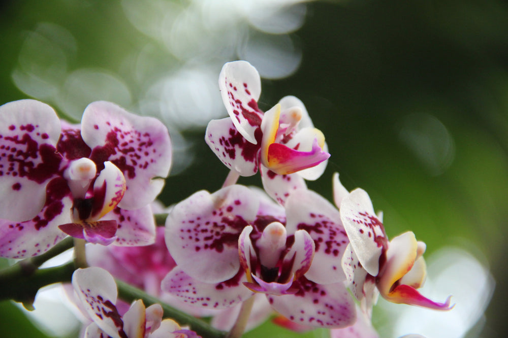 close up of white orchids with pink spots