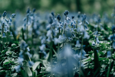 close up of wild blue bell flowers with green stems