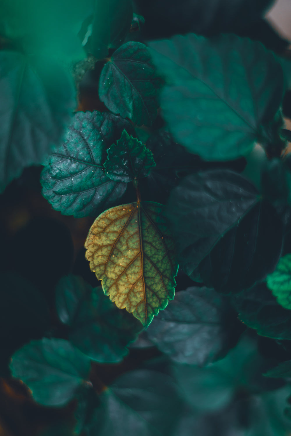 close up of yellow and green leaves